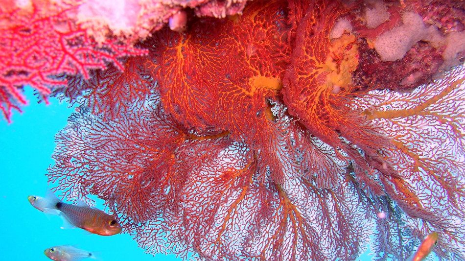 Punte blu e frutti bianchi,messaggi anti-pesci delle alghe rosse