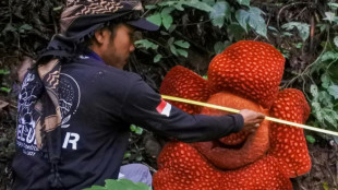 La mayor&iacute;a de las especies de la "flor m&aacute;s grande del mundo" est&aacute; en peligro de extinci&oacute;n (estudio)