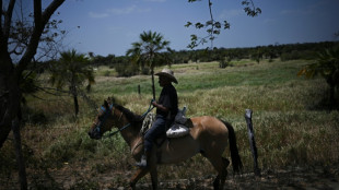 Grabbing the bull by the tail: Venezuela's cowboy sport