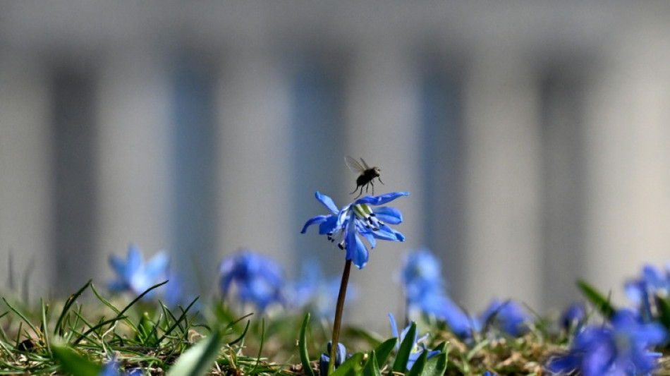 UK scientists fear insect loss as car bug splats fall