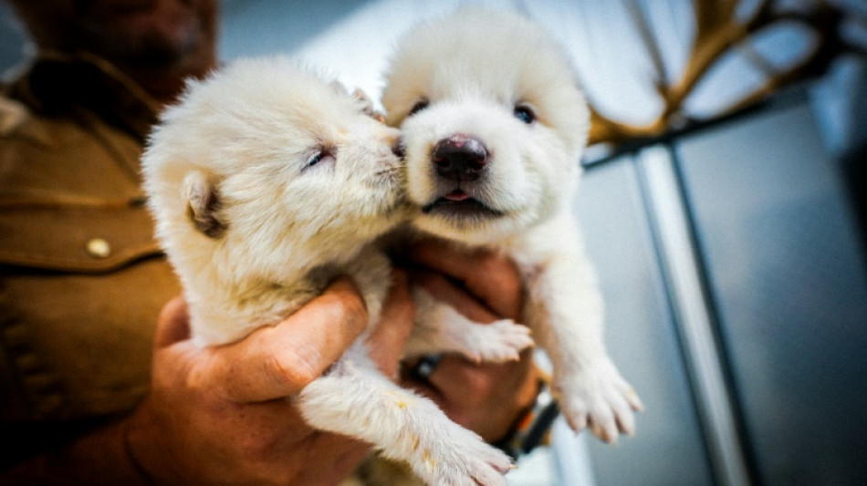 Cient&iacute;ficos en EEUU dan vida a lobo gigante con genes de una especie extinta