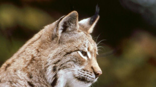 Deux jeunes lynx m&acirc;les rel&acirc;ch&eacute;s dans le massif du Jura