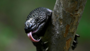 Guatemala busca evitar la extinci&oacute;n del Ni&ntilde;o Dormido, un lagarto venenoso