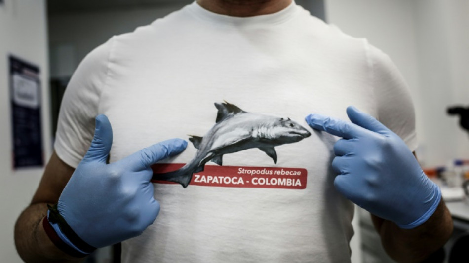 Colombie: d&eacute;couverte d'un requin &agrave; dents plates de 135 millions d'ann&eacute;es