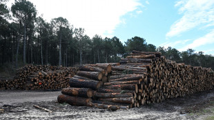 Legno rinforzato con nano-ferro per i materiali green del futuro