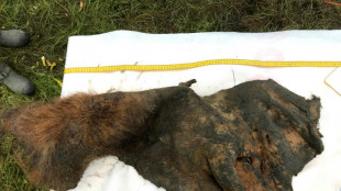 Des scientifiques ont reconstitu&eacute; le g&eacute;nome en 3D d'un mammouth laineux