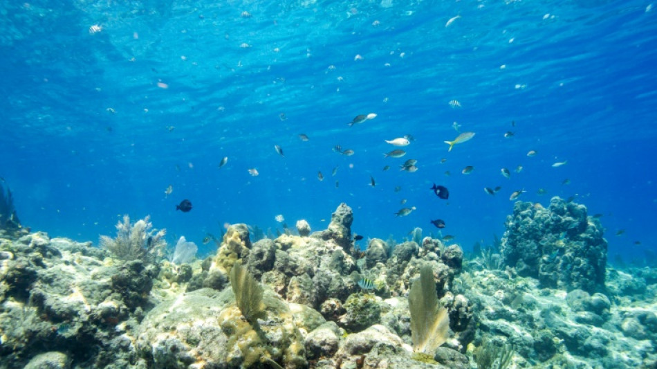 Un relev&eacute; ponctuel de temp&eacute;rature de l'eau en Floride atteint 38&deg;C