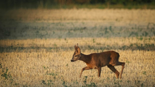 Reh verirrt sich in Gartenpool: Erschöpftes Tier aus Wasser gerettet