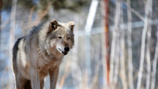 Inde: des villageois abattent le dernier loup d'une meute ayant tu&eacute; des hommes
