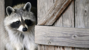 Waschb&auml;r blockiert Zimmert&uuml;r: Hausbewohner in Schleswig-Holstein rufen Polizei