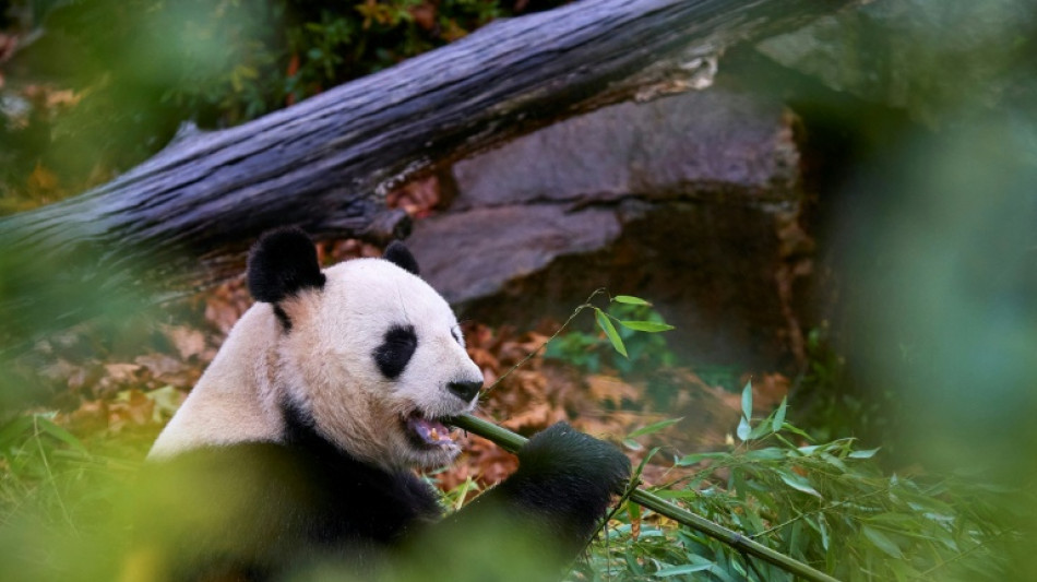 Beauval: derniers adieux émus du public, avant le retour des pandas en Chine mardi