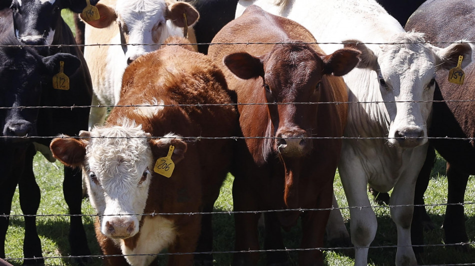 Oms, nuovi casi di aviaria ma il rischio resta basso