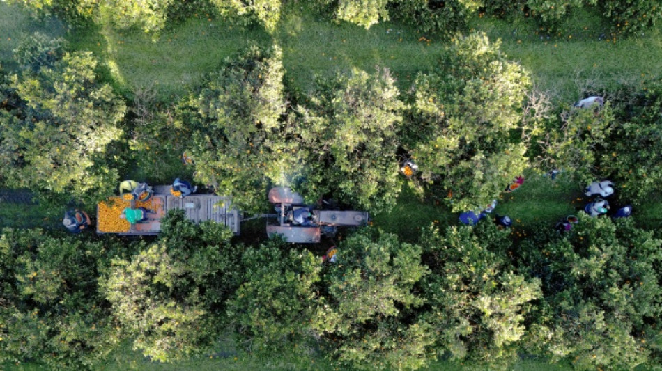 Argentine: l'agro-n&eacute;goce soutient toujours Milei mais s'impatiente