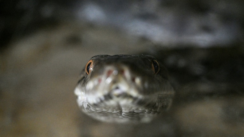 Carne de cobra, alternativa para uma dieta rica em prote&iacute;nas