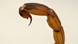 Plus nombreux, plus dangereux: le Br&eacute;sil sous le signe du scorpion