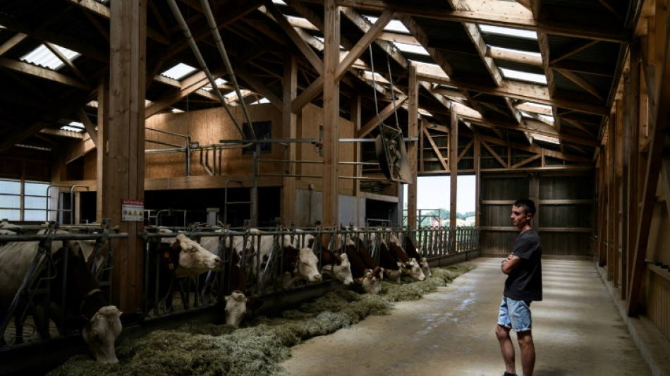 "Ep&eacute;e de damocl&egrave;s": en Savoie, des &eacute;leveurs d&eacute;sempar&eacute;s face &agrave; la dermatose nodulaire