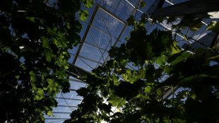 Pr&egrave;s de Bordeaux, une serre exp&eacute;rimentale pr&eacute;pare les vignes du futur