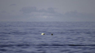 Un estudio advierte de la desaparición de los osos polares en la Bahía de Hudson a causa del calor