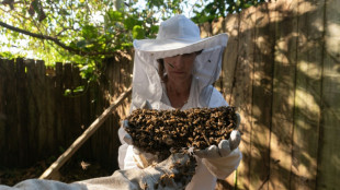 A Miami, celle qui vient en aide aux abeilles menac&eacute;es d'extermination