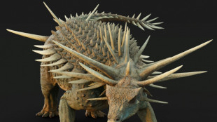 'Strangest' dinosaur covered in spiked armoury: scientists