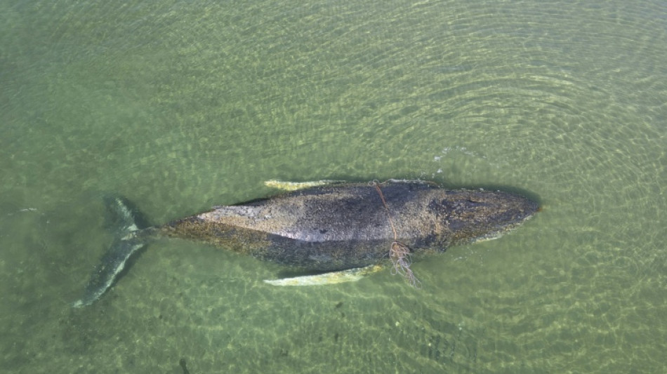 Prognose f&uuml;r Wal vor Wismar laut Experte "deutlich verschlechtert"