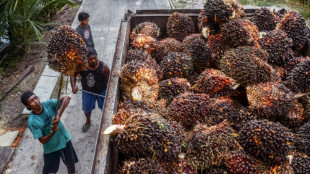 Indonesia palm oil firms eye new markets as US trade war casts shadow