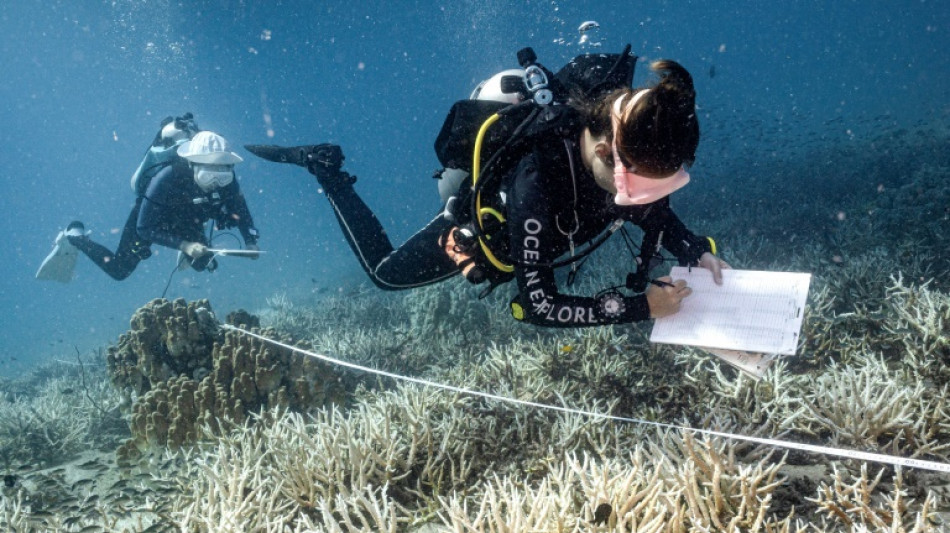 L'essor de la plong&eacute;e sous-marine pour la sauvegarde des coraux