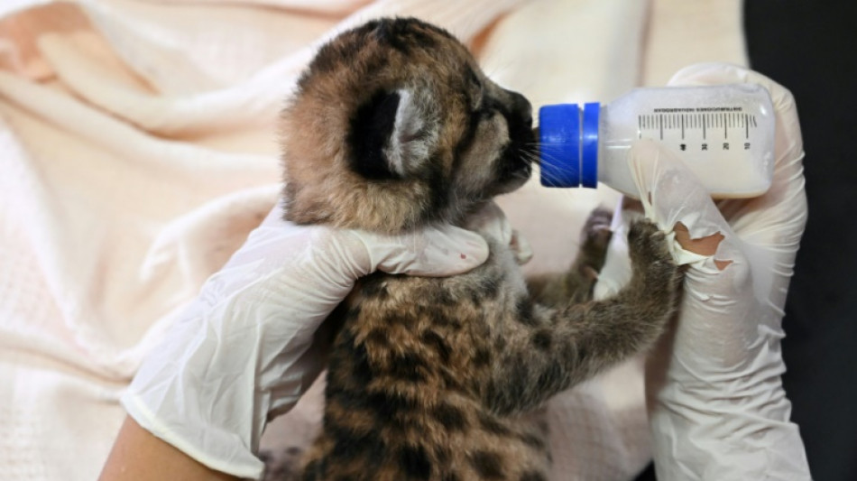 Ganaderos arrepentidos de la Amazon&iacute;a colombiana salvan animales de la deforestaci&oacute;n