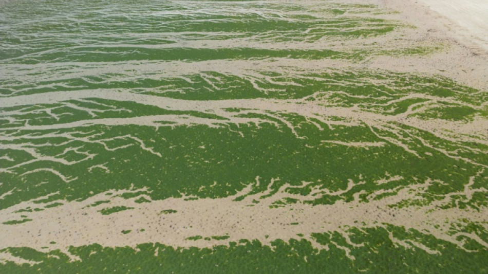 Algues vertes: la justice condamne l'Etat &agrave; indemniser les proches d'un joggeur d&eacute;c&eacute;d&eacute; en 2016