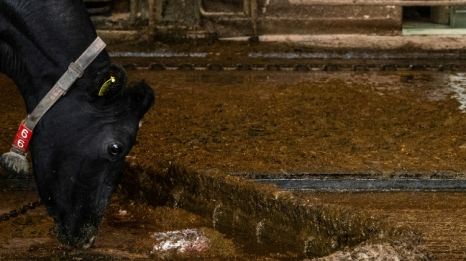 No Jap&atilde;o, esterco de vaca pode ser combust&iacute;vel para o espa&ccedil;o