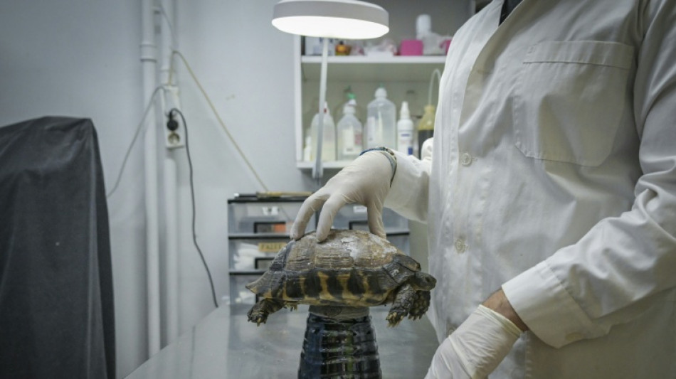 'Roasted alive': Greek wildlife suffers as climate changes