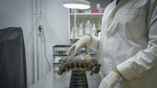 'Roasted alive': Greek wildlife suffers as climate changes