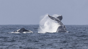 Scoperto un antenato delle balene con il muso da Pokemon