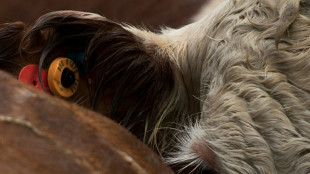 La odisea de las 3.000 vacas uruguayas rechazadas por Turquía llega a Libia