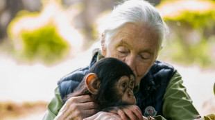 Jane Goodall, l'ambassadrice des chimpanzés