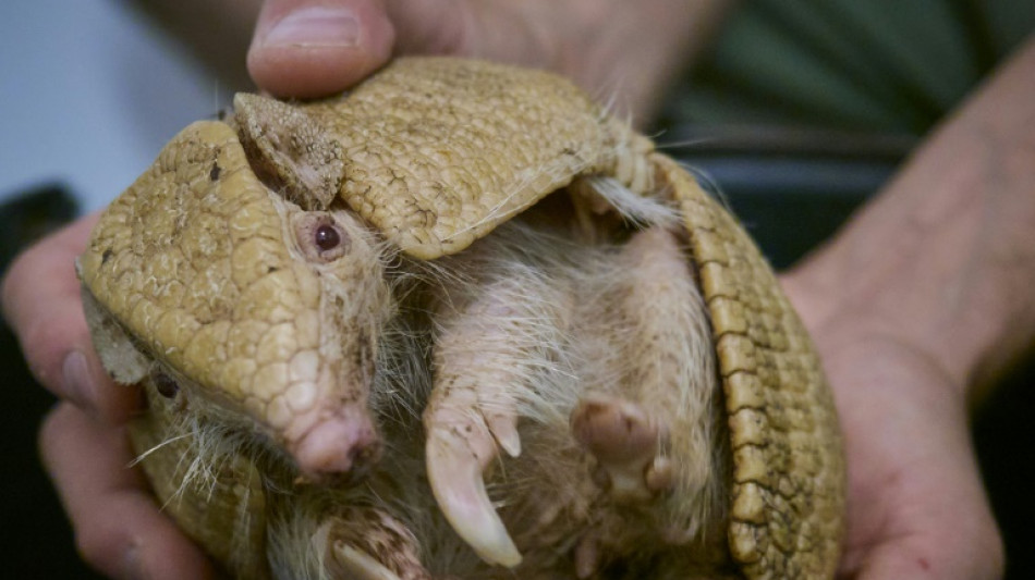 Naissance exceptionnelle d'un tatou albinos au zoo de Beauval