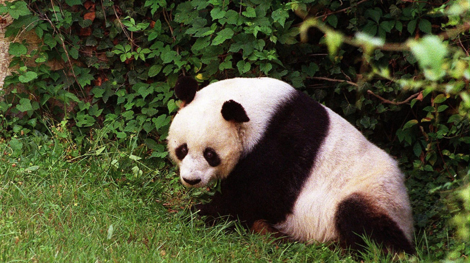 Pi&ugrave; panda giganti grazie alle cellule che tornano bambine