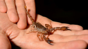 Frau in Hessen bei &Ouml;ffnen von Paket von Skorpion gestochen