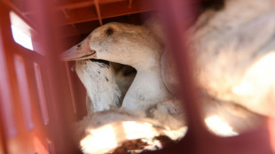 Grippe aviaire: le risque abaiss&eacute; d'"&eacute;lev&eacute;" &agrave; "mod&eacute;r&eacute;" en France 