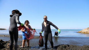 Face &agrave; une algue brune invasive, l'Alg&eacute;rie nettoie ses plages 