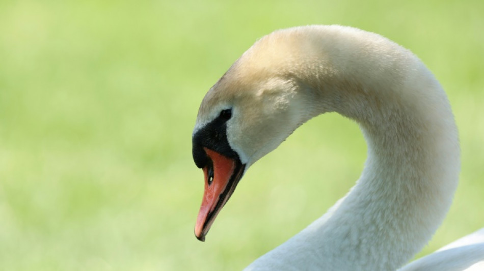 Verletzter Schwan sorgt für Polizeieinsatz auf Autobahn 9 in Thüringen