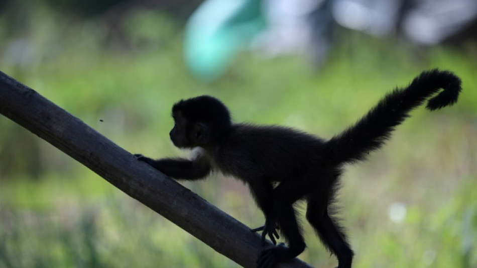 Polizei in Darmstadt f&auml;ngt Affen in Wald mit Banane ein