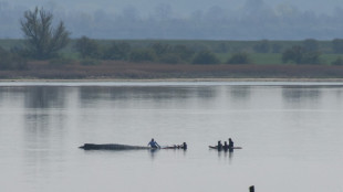 Rescue for whale stranded off German coast in 'decisive phase'