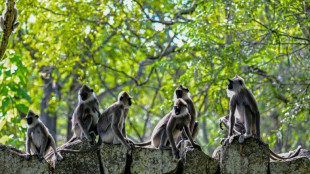 Monkey business delays Sri Lanka's wildlife survey