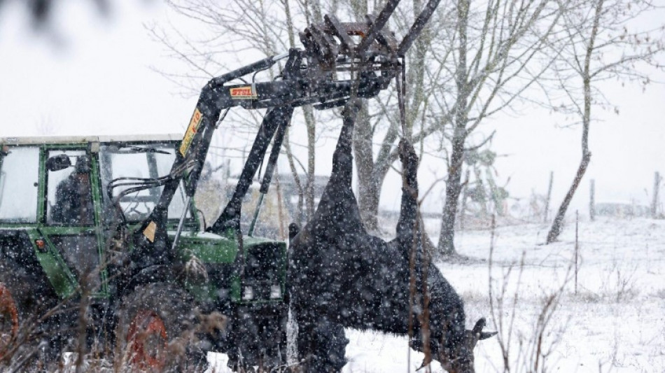 Fi&egrave;vre aphteuse : le Royaume-Uni interdit l'importation de bovins, porcs et ovins d'Allemagne