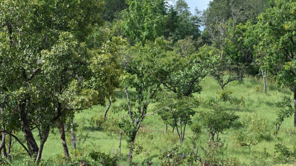 Risky gold rush drives young into Ivory Coast nature park
