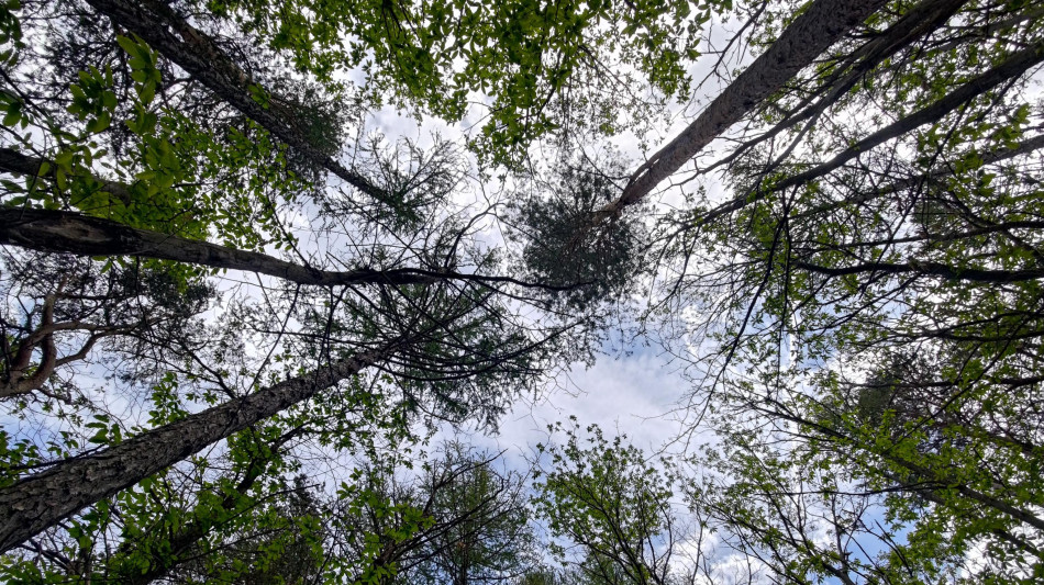 Le foreste tropicali australiane sono diventate fonti di CO2