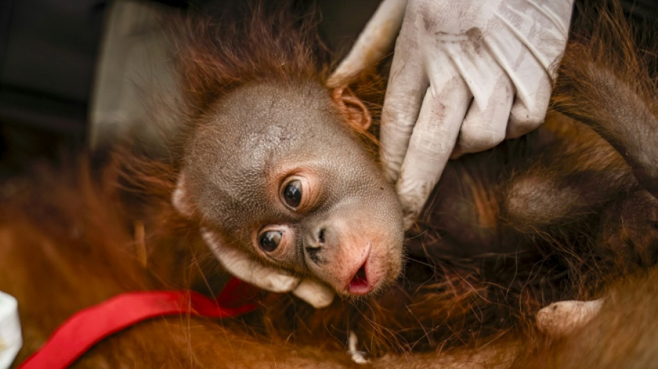 Indonesia rescues six orangutans from fires in a week