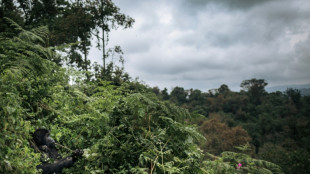 RDC: un policier-braconnier arr&ecirc;t&eacute;, un singe tu&eacute;, un b&eacute;b&eacute; singe sauv&eacute;