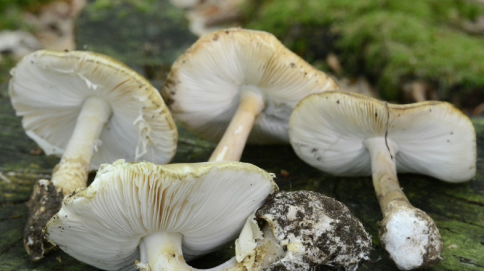 Wegen Knollenbl&auml;tterpilzen: Drei Kinder mit Leberversagen in Uniklinik Essen